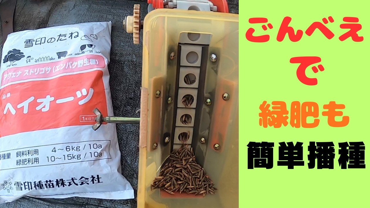 播種機ごんべえで緑肥のヘイオーツを播きます