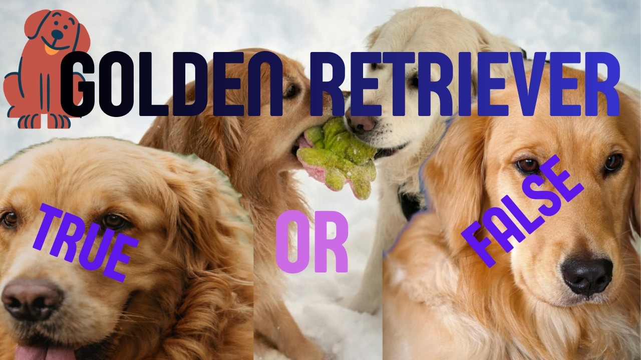 Golden Retriever Owners Wish They Knew These 7 Things Earlier 🫣. The pros and cos