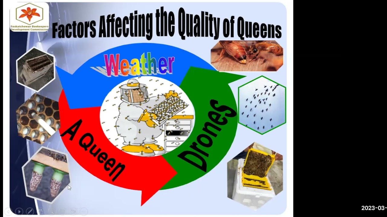 Honeybee Queen Quality, Avoiding the Lemon and Finding a Peach, Dr. Medhat Nasr