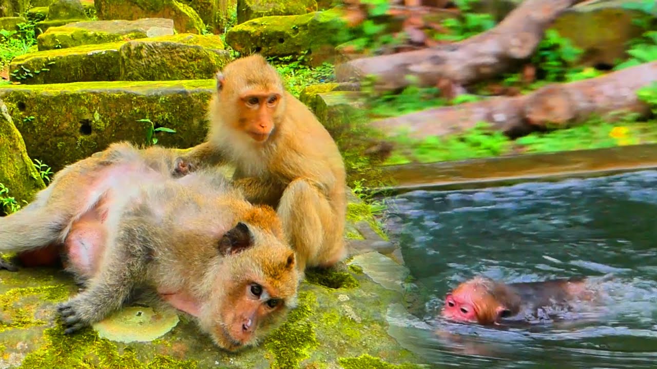 Monkey RB was really happy when she met with the older monkey Vinny & Baila swam alone, very happy🙉😍