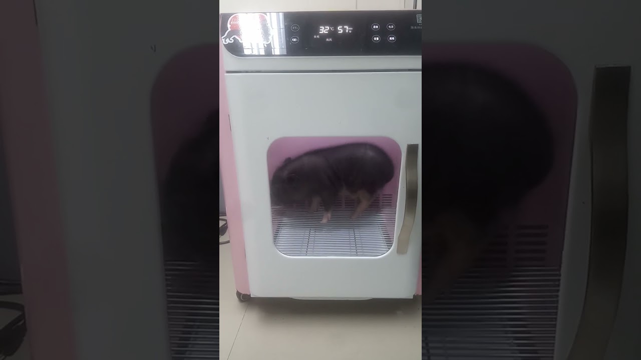 blow dry of pet  pig🐷 🐷 🐷