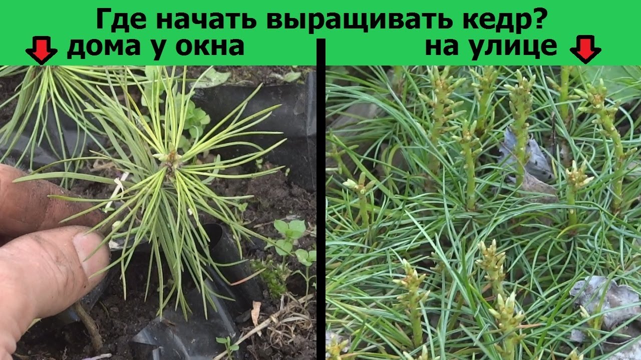 Выращивание кедра дома.  А надо ли?