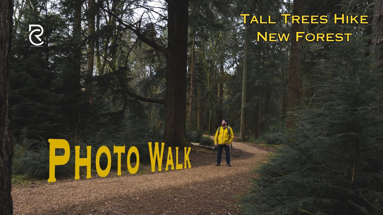 Tall Trees Trail New Forest - Brockenhurst Photo Walk