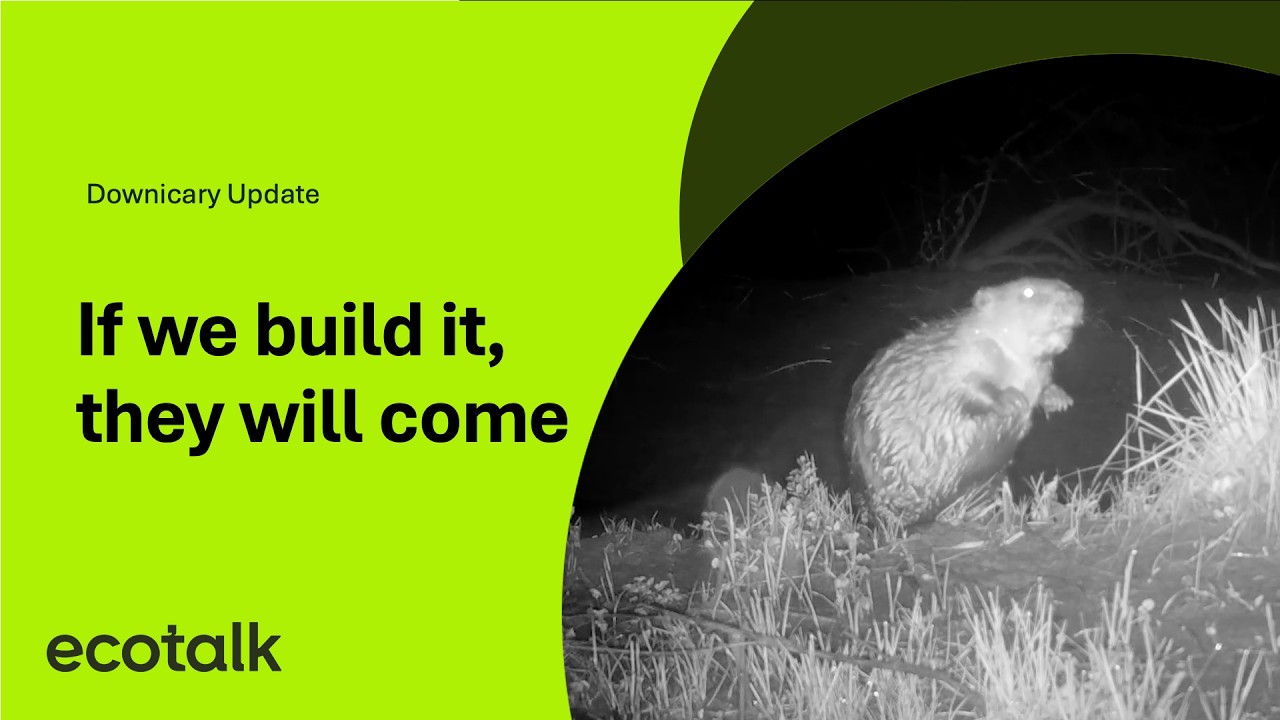 Если мы это построим, они придут | Обновление от Downicary