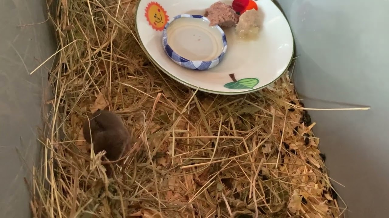 unsere kleine Feldspitzmaus beim Abendessen
