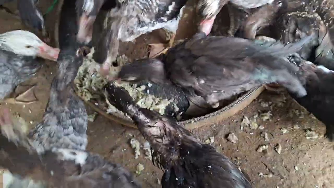 Npua tsiab nawb tuaj koom kuv nawb