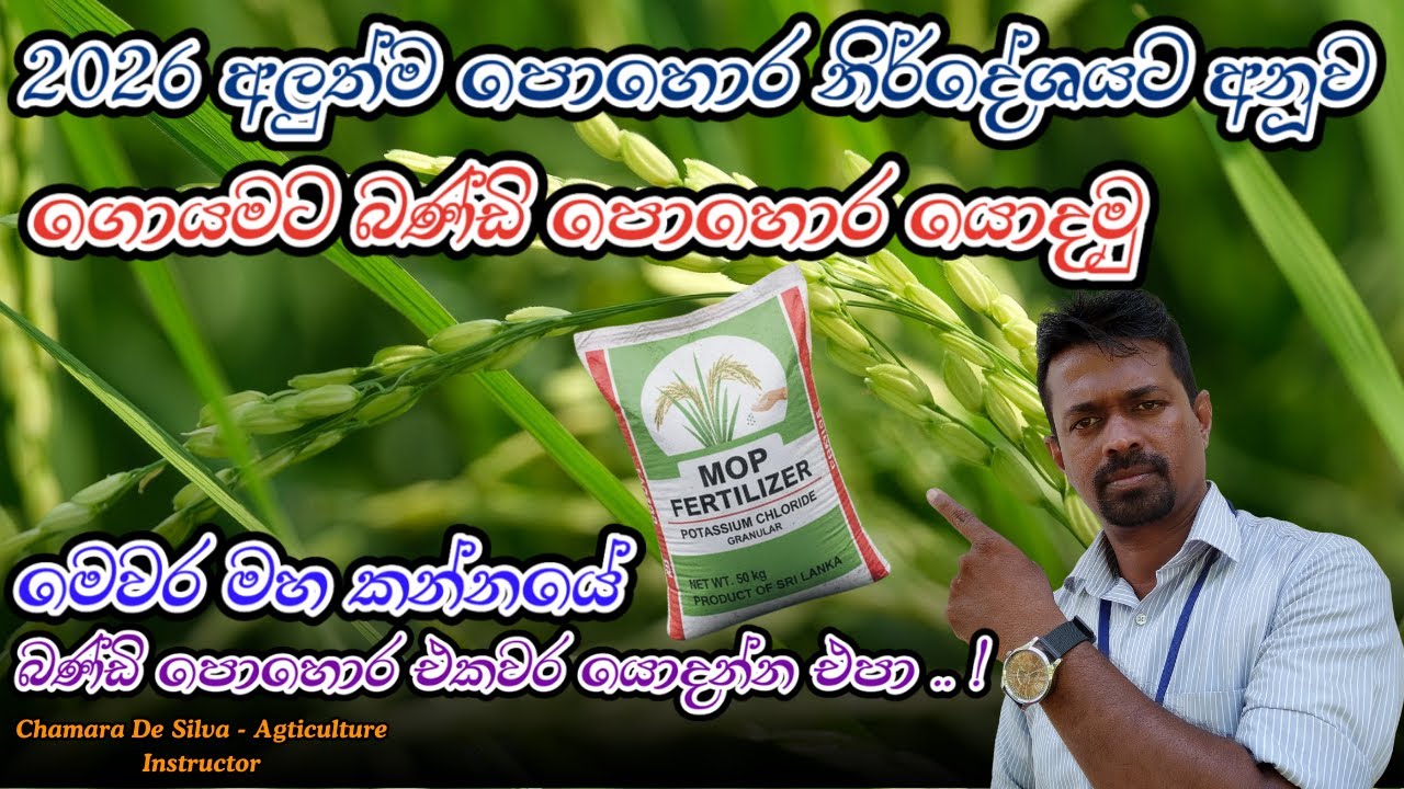 බණ්ඩි පොහොර එකවැර යොදන්න එපා | MOP Fertilizer
