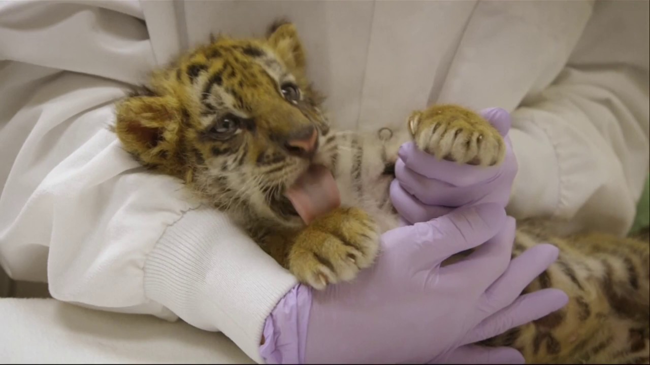 Tiger cub rescued from a teenage American smuggler