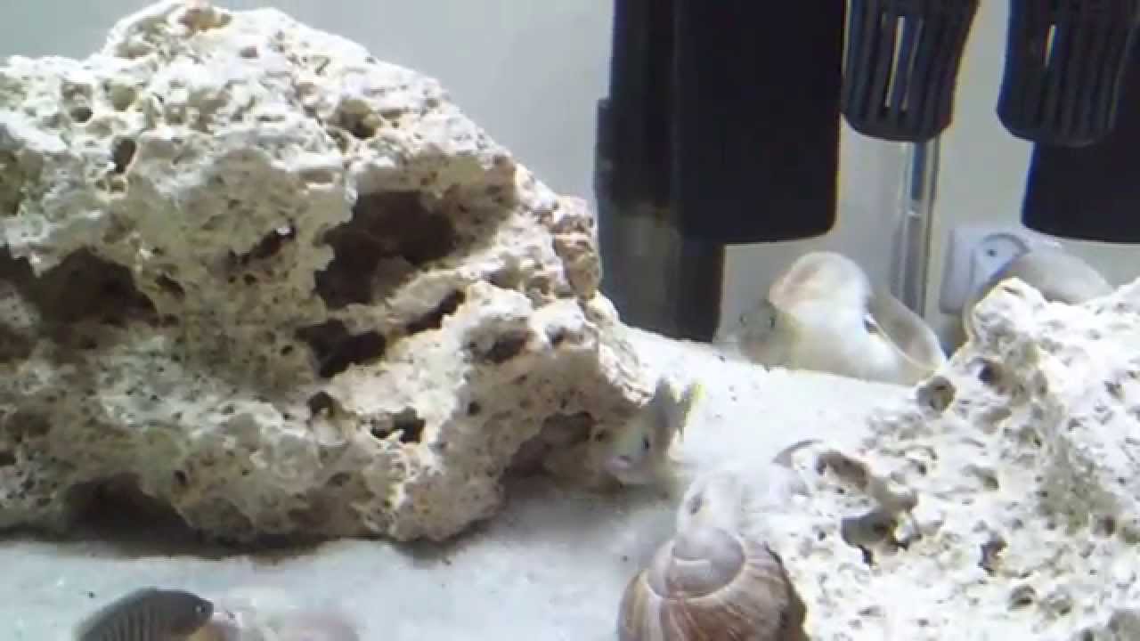 Neolamprologus multifasciatus walka o terytorium i harem
