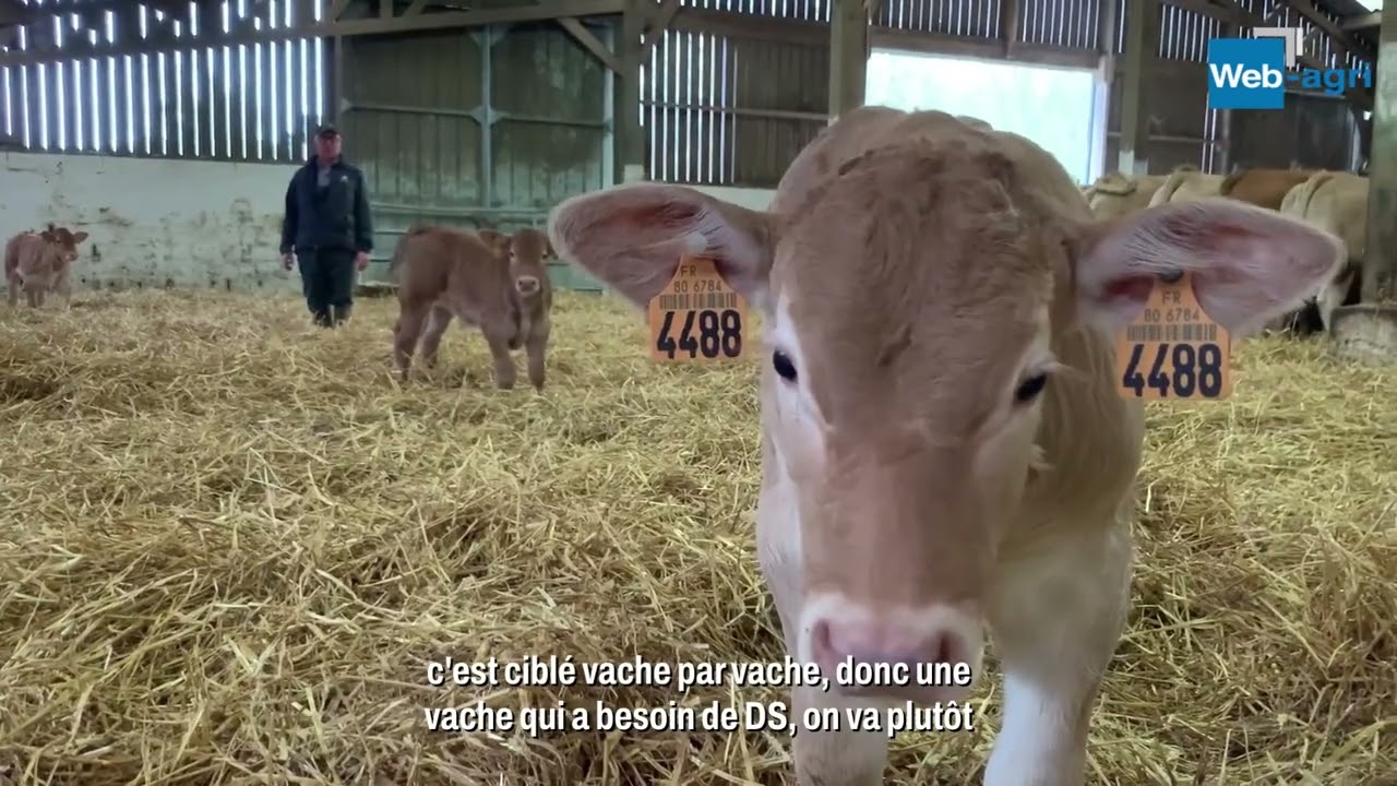 13 taureaux pour 50 vaches grâce à l'insémination artificielle