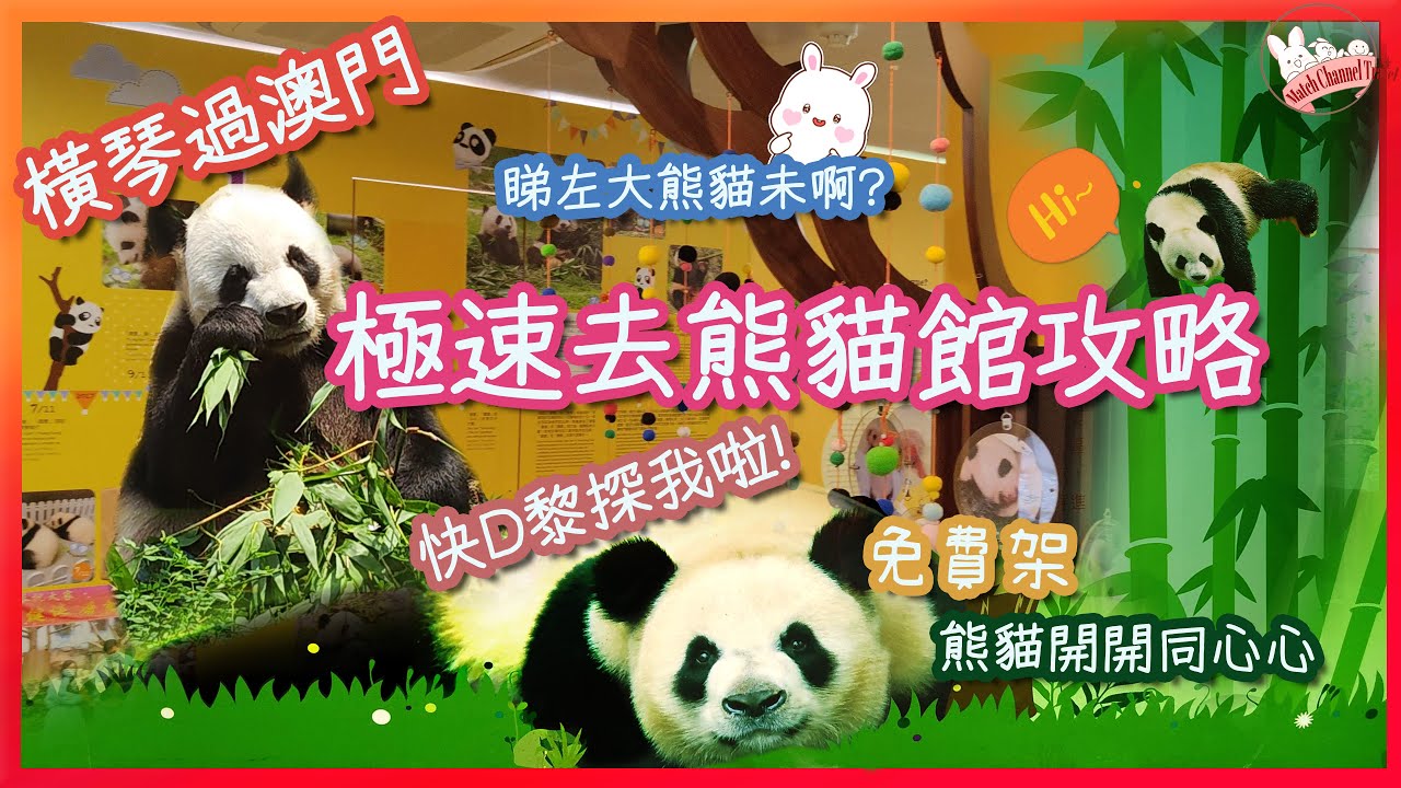 【探熊貓仔新選擇】有無去過澳門既熊貓館啊? 係免費o架｜探熊貓仔開開同心心｜新濠影匯食TEA｜搭最新輕軌去官也街買手信｜新子必選行程｜橫琴過澳門石排灣