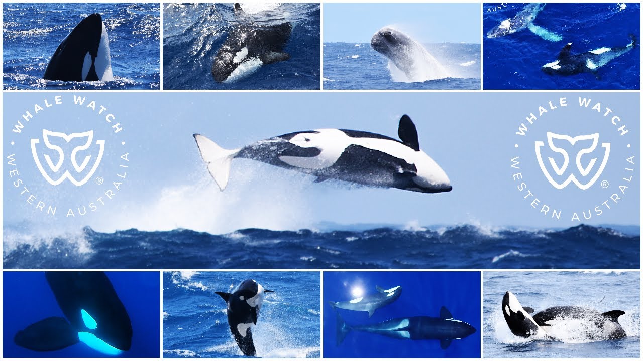 Bremer Bay Orca Season 2022