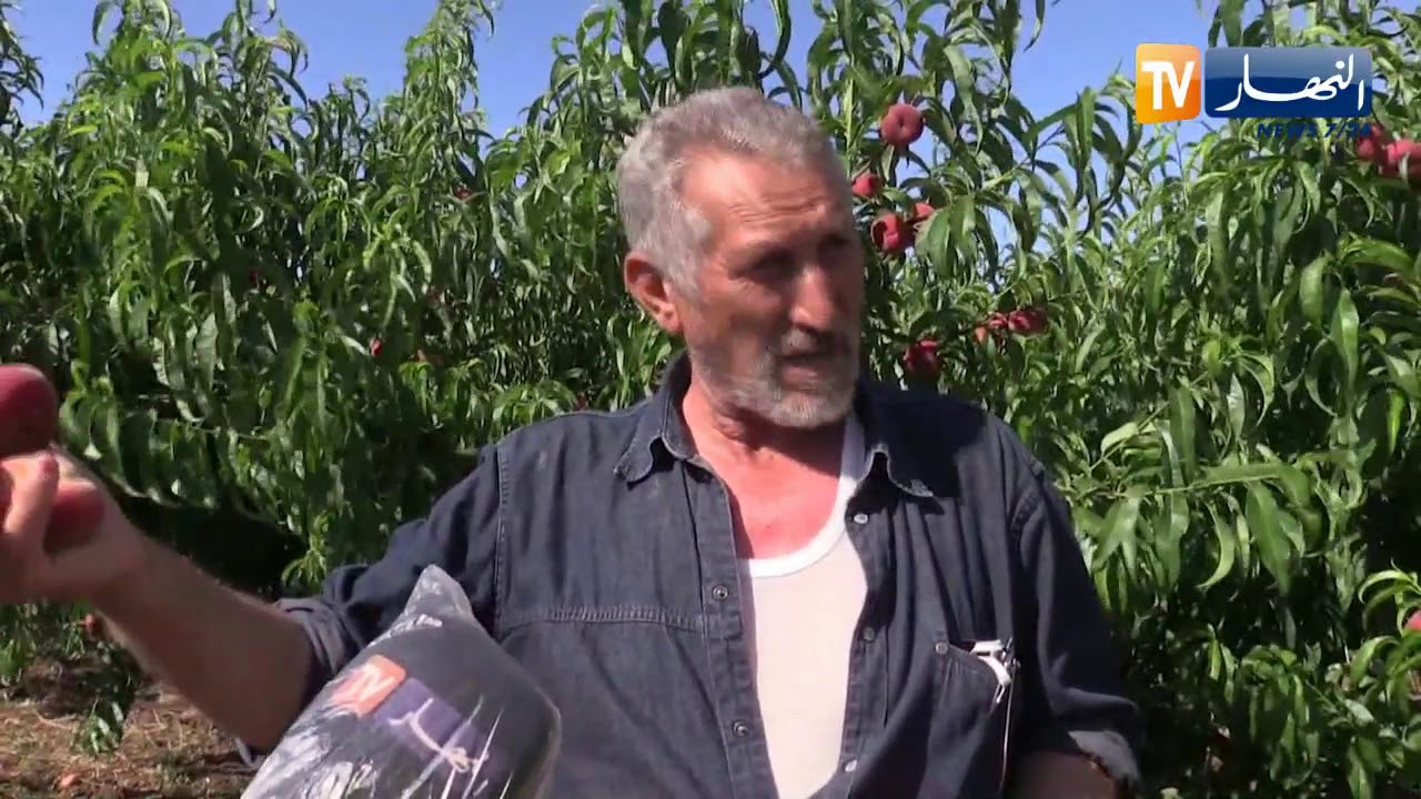 الطارف : فلاح من البسباس يحول مساحات أشواك لأخري منتجة للخيرات