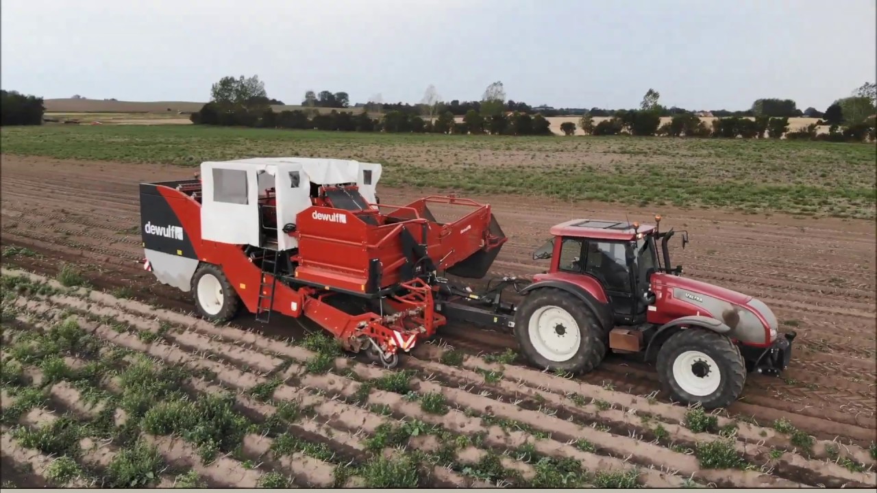 Dewulf Torro potato harvest in Denmark