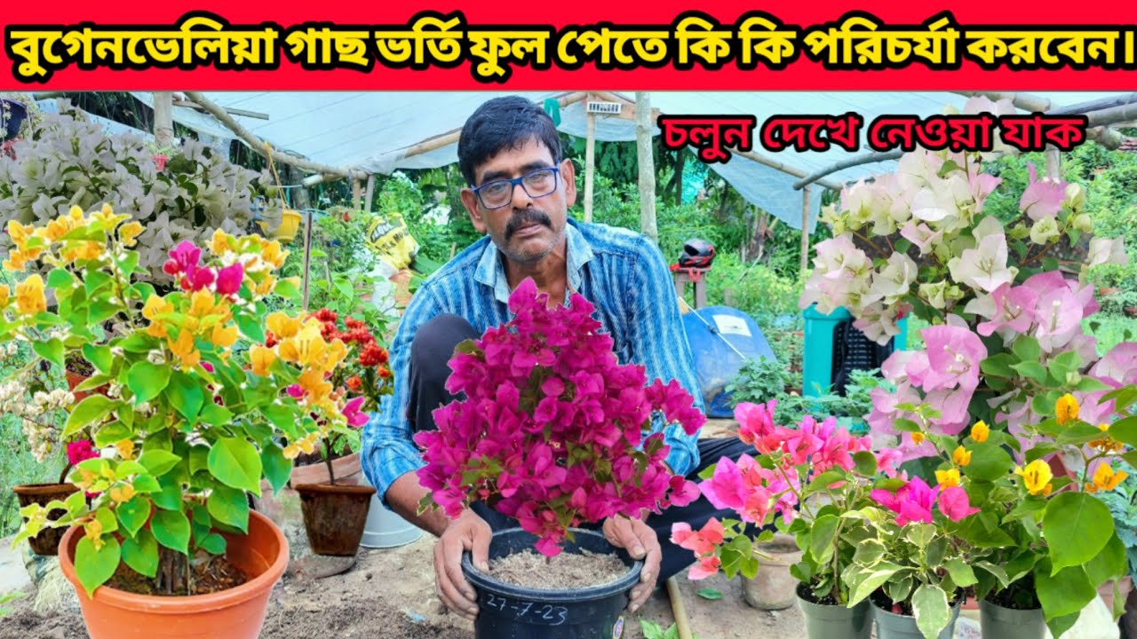 বুগেনভেলিয়া গাছ ভর্তি ফুল পেতে কি কি পরিচর্যা করবেন।
