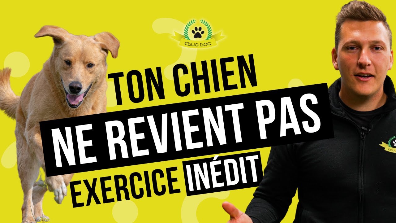 Comment améliorer le rappel pour chien grâce à un exercice simple et FUN en 3 minutes