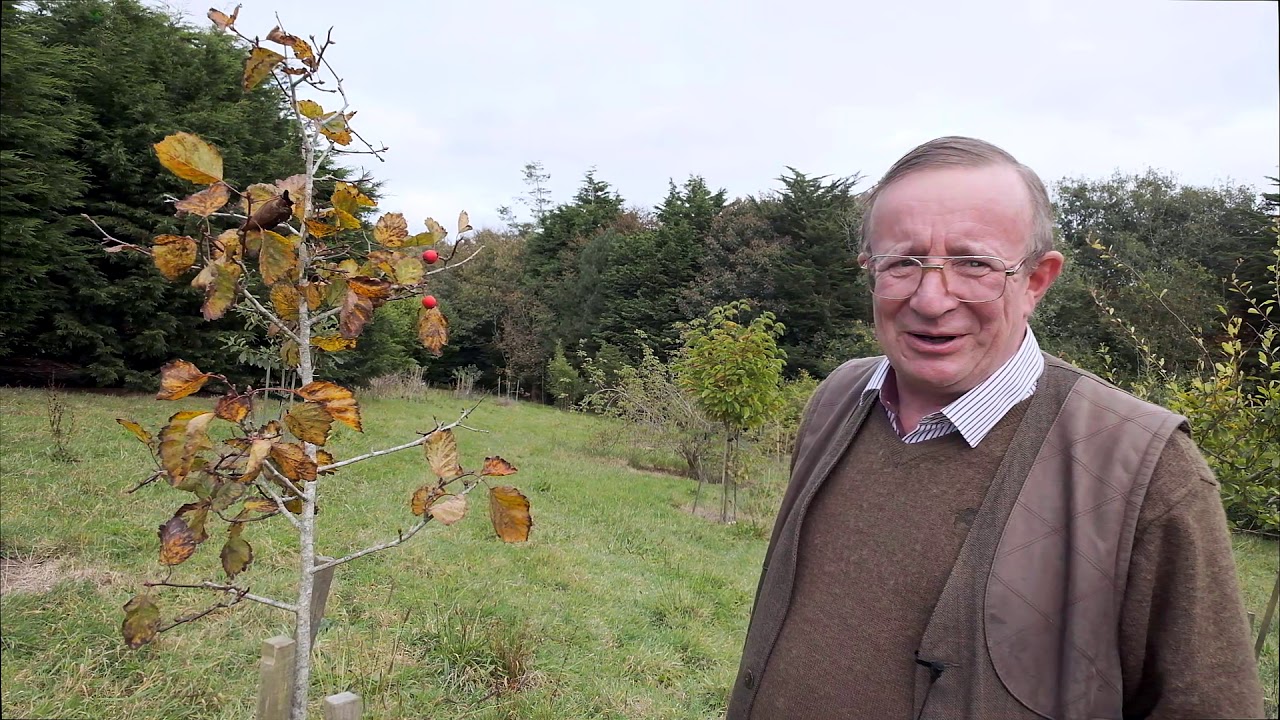 Crataegus species on the Caerhays Estate