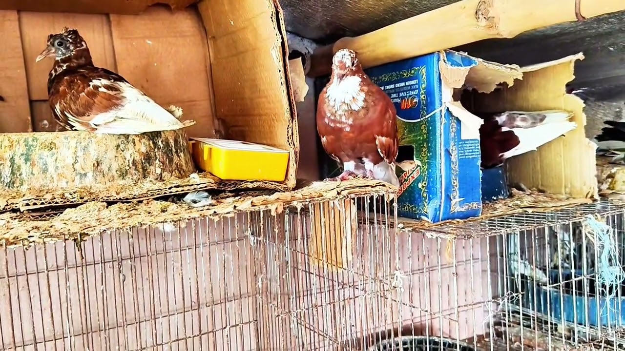 ডাকের দম দেখুন ( বাশিরাজ)