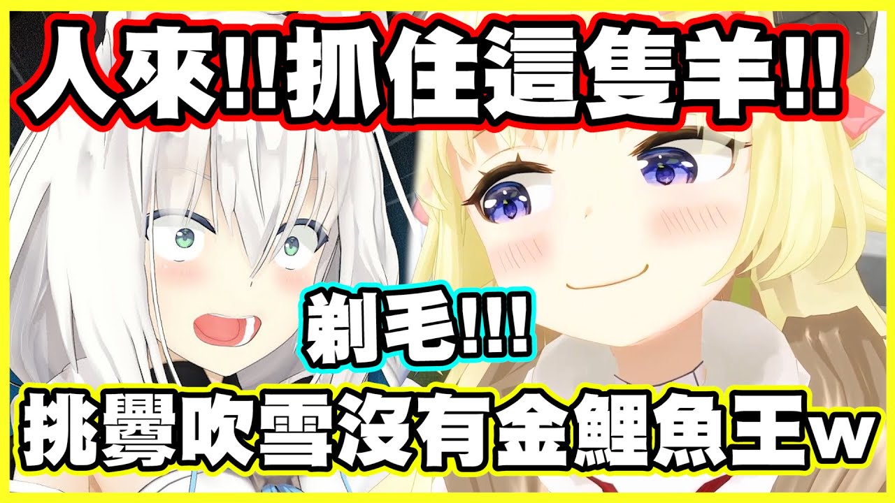 抓住這隻羊!!挑釁吹雪沒有金鯉魚王w【角巻わため】【角卷綿芽】【白上フブキ】【白上吹雪】【Vtuber中文翻譯】