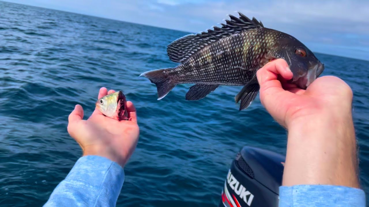 Keeper Black Sea Bass Off The North Carolina Coast | AR-460 Reef Fishing