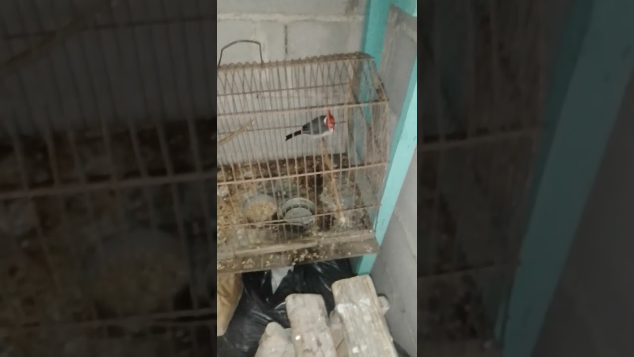mis pajaros 2023🐦🐦