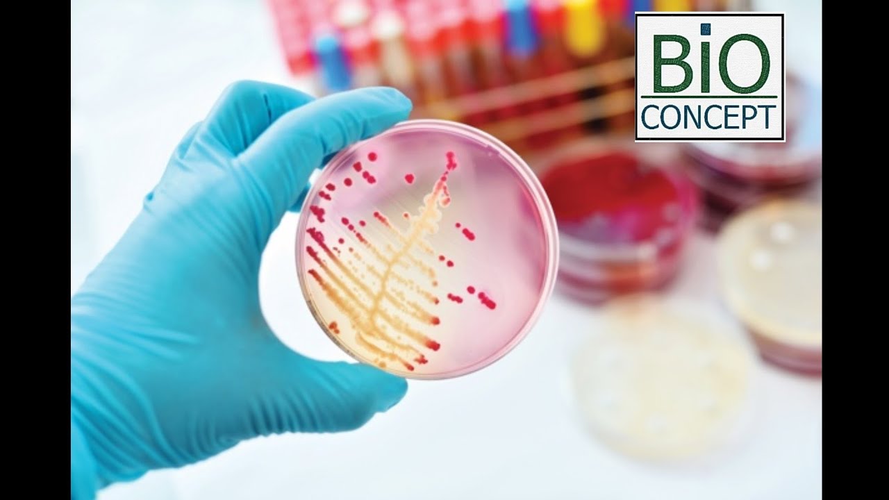 A day in food microbiology lab يوم في مختبر ميكروبيولوجيا الأغذية