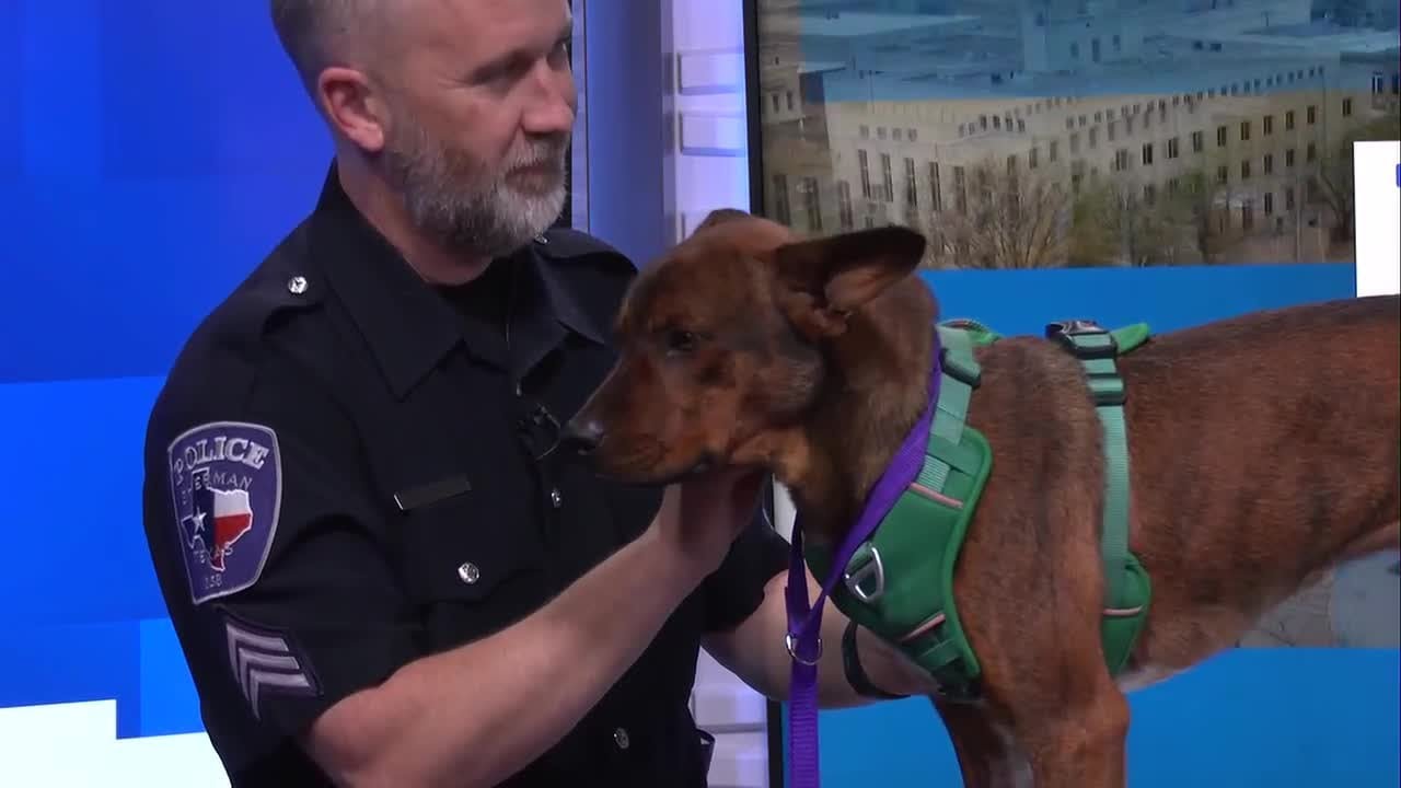 Talk of the Town: Sherman Animal Shelter’s reduced adoption fees