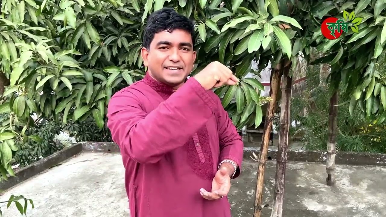 আমের মুকুল নষ্ট হবেনা, ফল ঝরবেনা ও আমে পোকা হবেনা