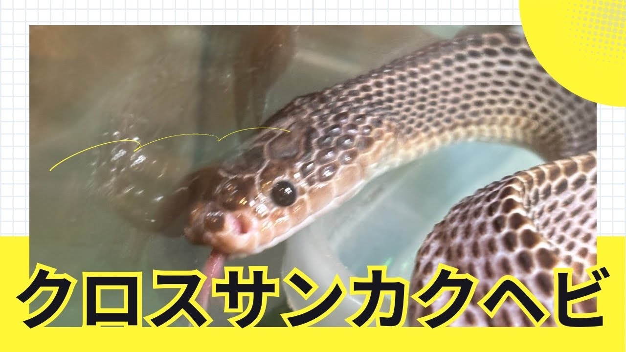 クロスサンカクヘビのご紹介🐍#クロスサンカクヘビ#ヘビ#蛇#爬虫類#爬虫類カフェ#爬虫類のいる生活