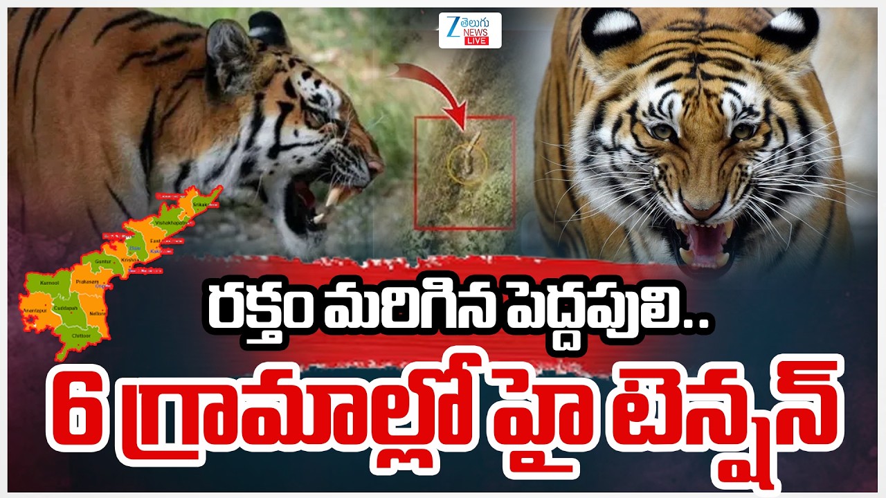 LIVE: Tiger Tension in Kakinada | రక్తం మరిగిన పెద్దపులి 6 గ్రామాల్లో హై టెన్షన్ | ZEE News