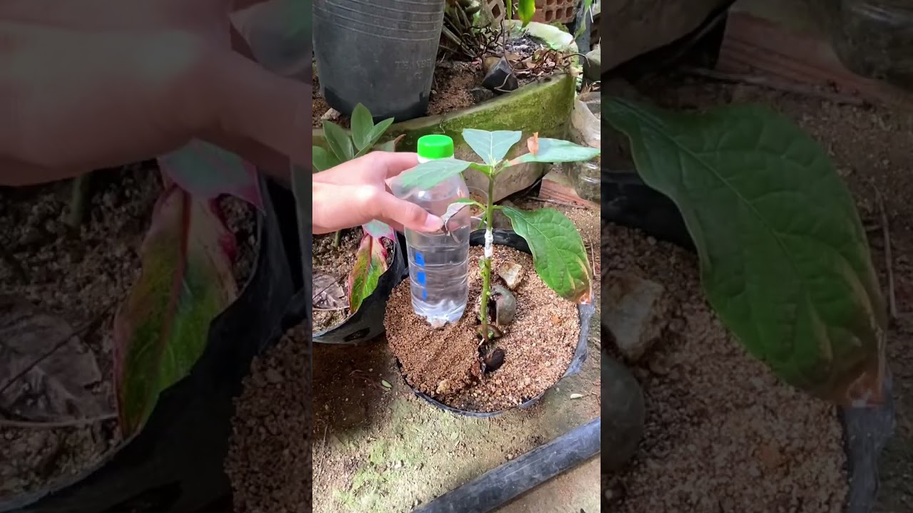 With only 1 plastic bottle, you save 5 liters of water for watering your plants every day #shorts