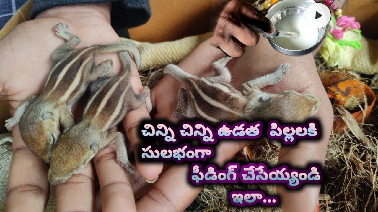 How to Feed Baby Squirrels in Telugu | చిన్ని చిన్ని ఉడతపిల్లలకి సులభంగా ఫీడింగ్ చేయడం ఎలా #rajkumar