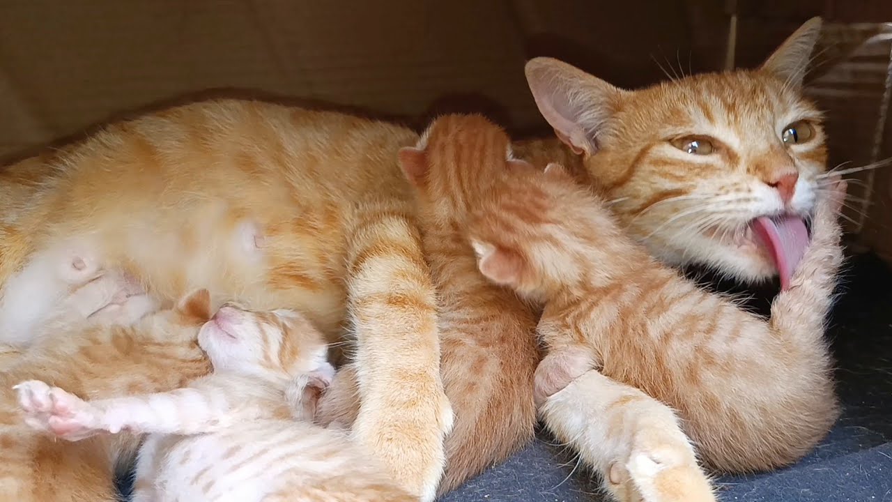 Mother cat cleans her kittens vigorously to show them her love