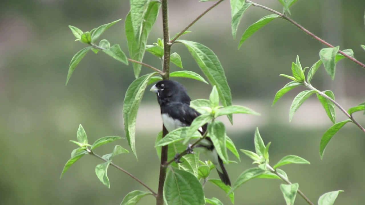 Black-and-white Seedeater