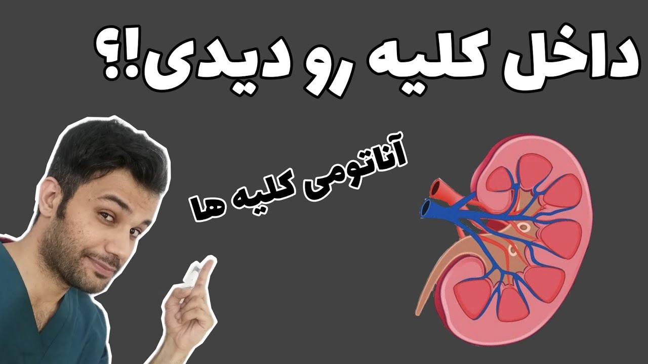 آناتومی کلیه ها به توضیح کامل! ویژه کادر درمان... واقعا داخل کلیه ها چه شکلیه!؟