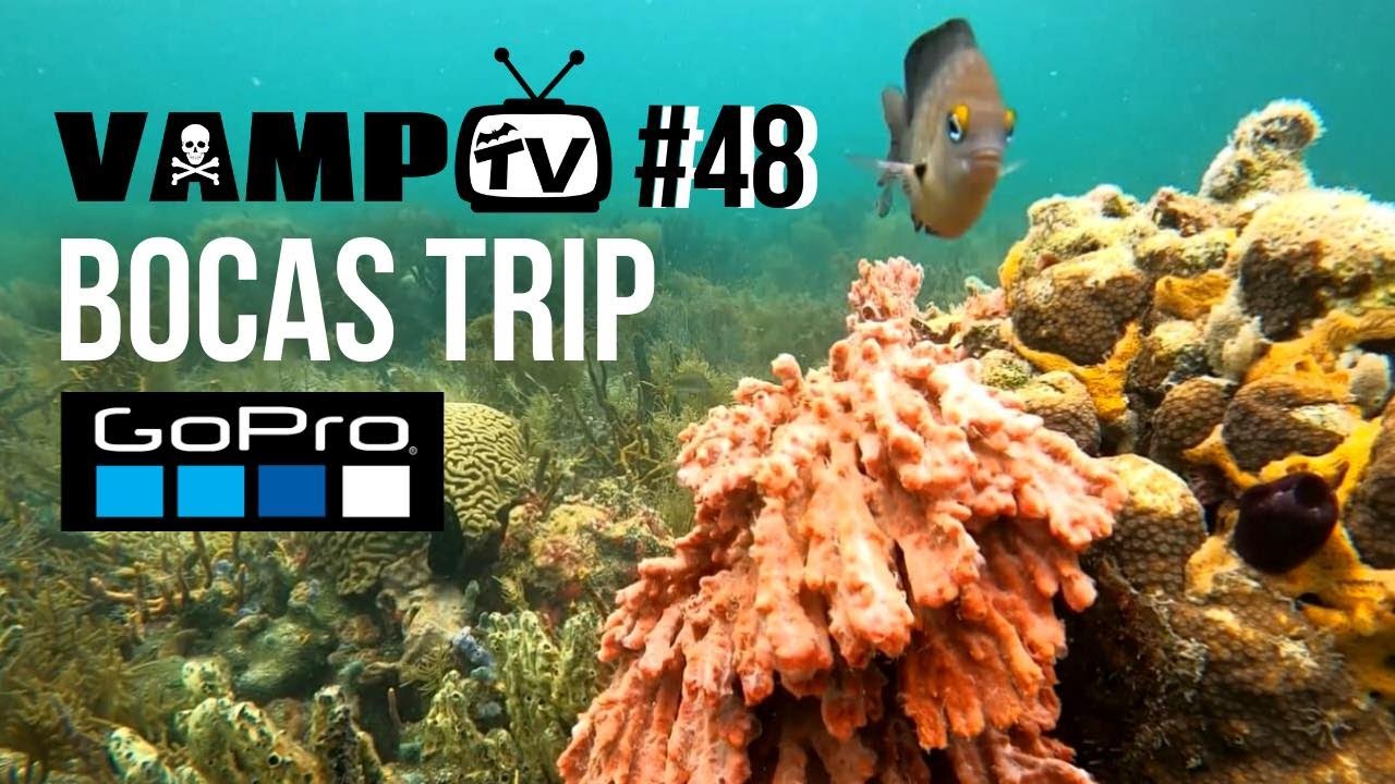 VAMP TV BOCAS