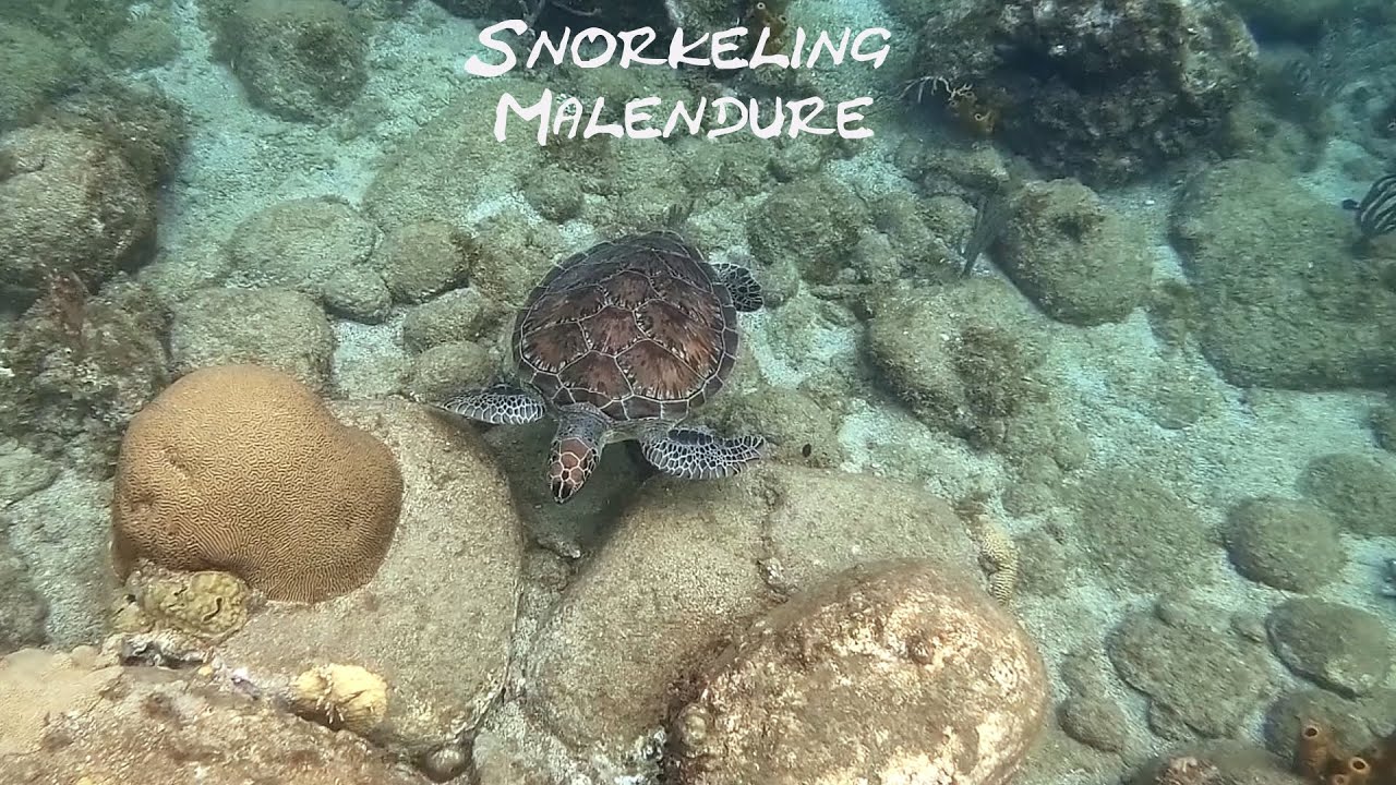 Snorkeling Malendure