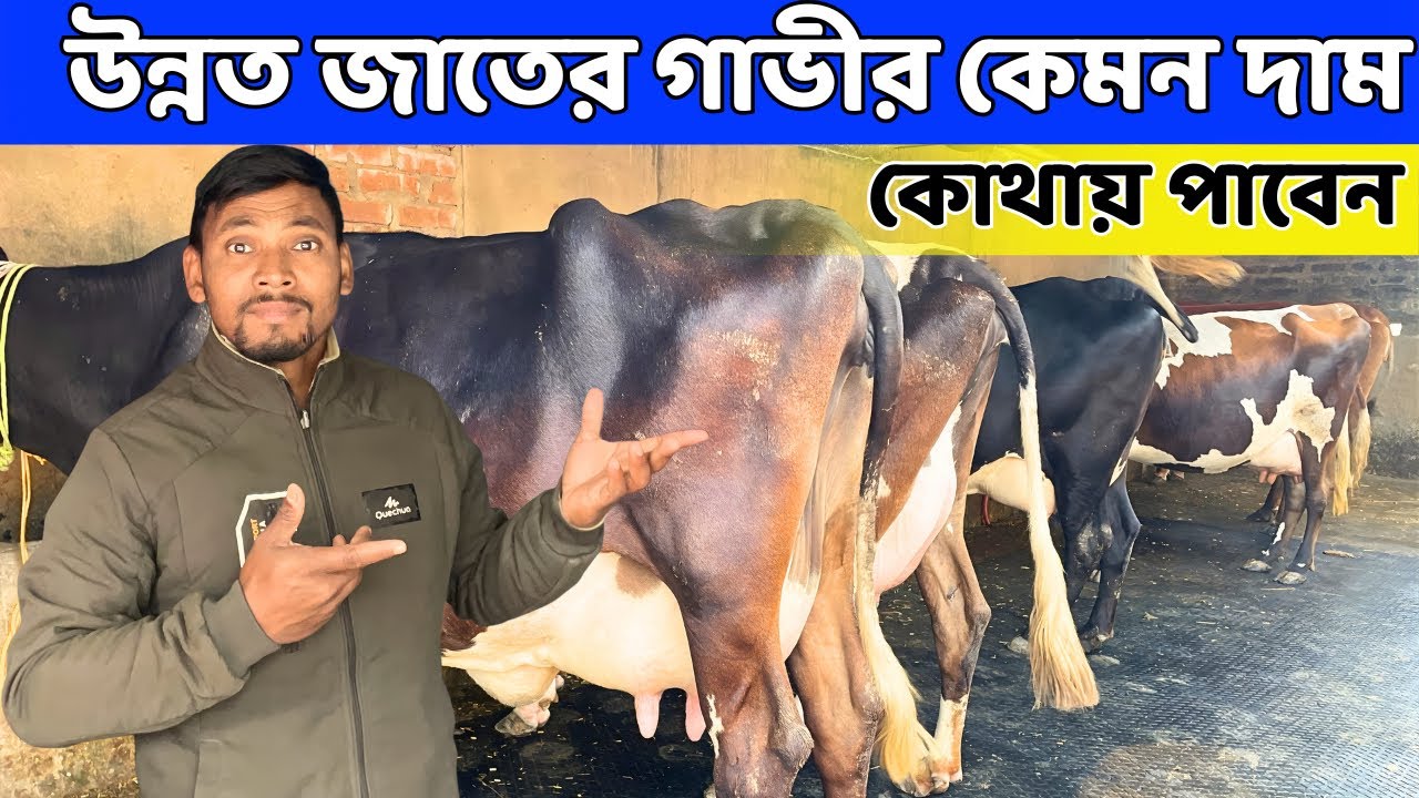 দুধের জন্য উন্নত ক্রস জাতের গাভীর দাম কেমন | কোথায় পাবেন | Dairy Farm Business