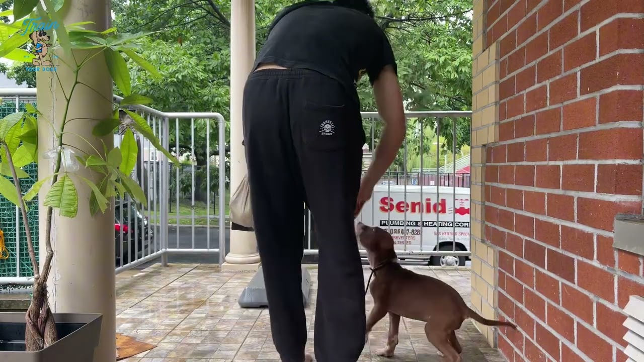 How to train 12 week old pitbull puppies