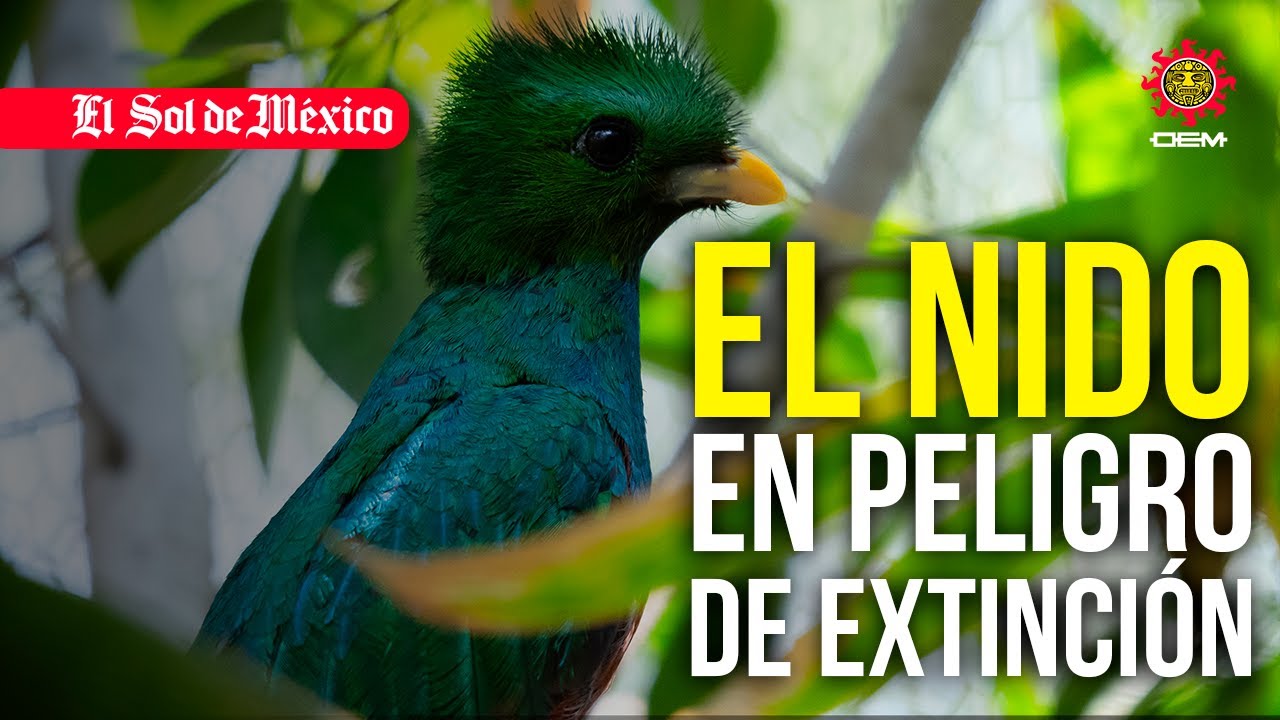 El Nido: Un refugio que quiere ser un Arca de Noé para aves