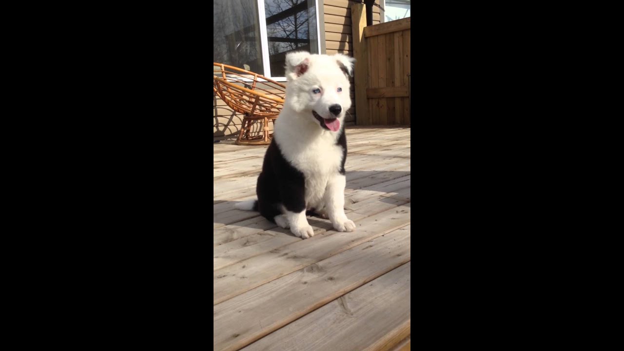 My Pretty  Puppy