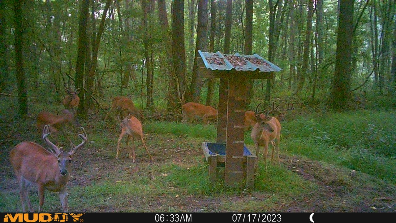 DIY...  Lets build a feed trough for deer