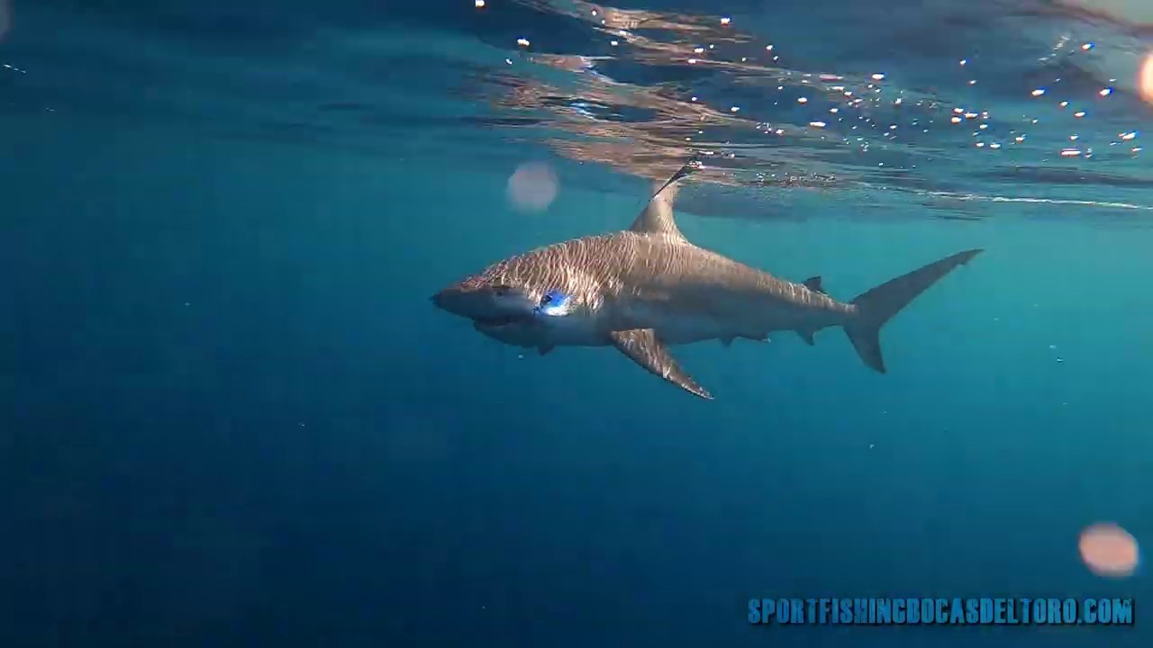 Sport Fishing  Bocas Del Toro Promo 2020