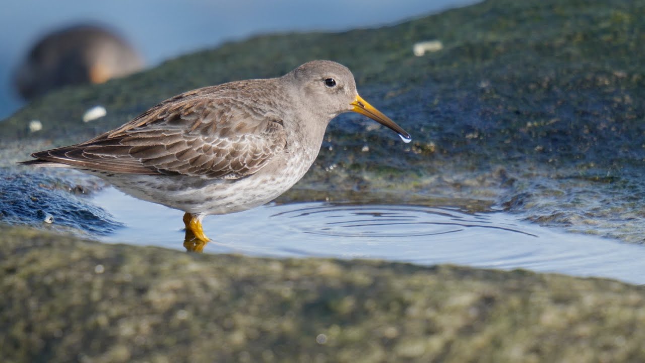 The Purple Sandpiper Experience 4K