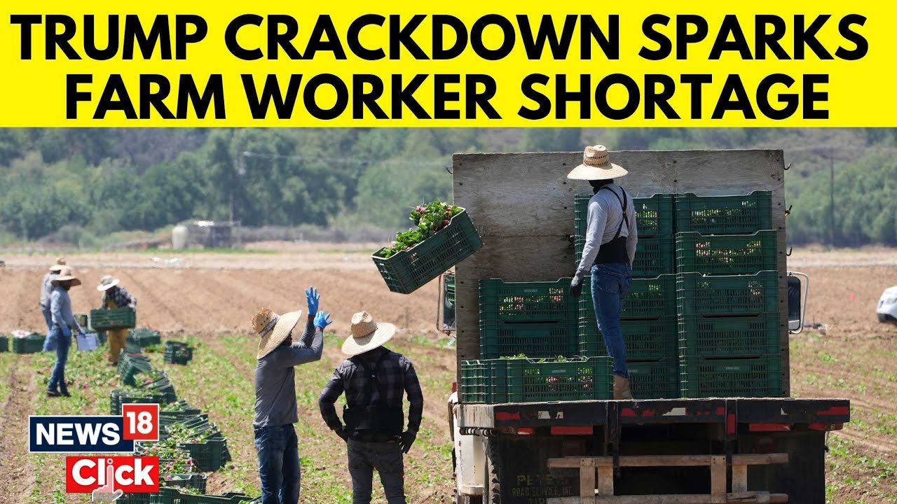 Trump Immigration Crackdown Sparks Shortage Of Workers In US Farms | ICE Raids | ICE Protest | N18G