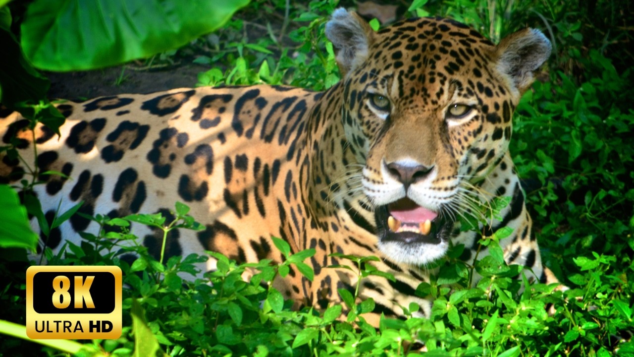 “Amazon Wildlife in 8K – Stunning Animals of the Jungle | Rainforest Relaxation & Sleep Sound”