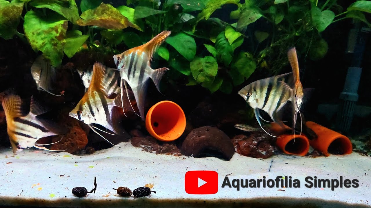 Pterophyllum Scalare Santa Isabel /Pterophyllum Leopoldi