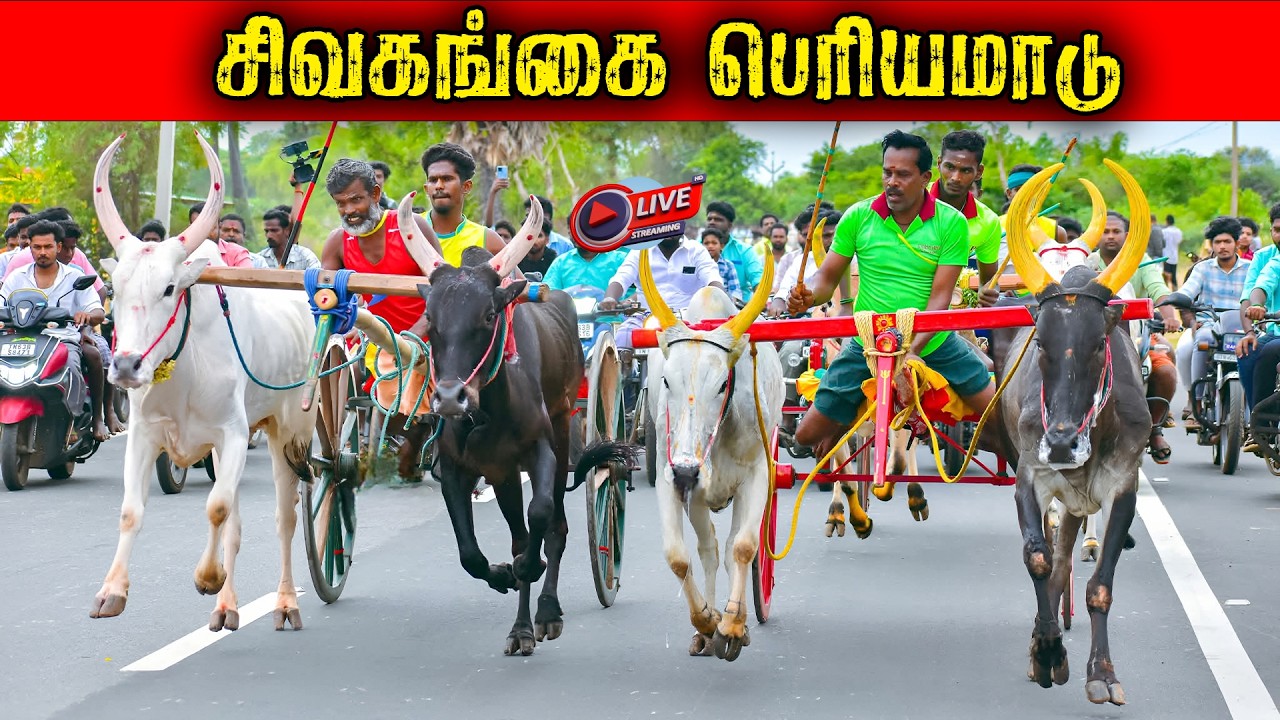 ⭕LIVE|பெரியமாடு சிவகங்கை 25,001 ஆயிரம் யாருக்கு?? நேரலை