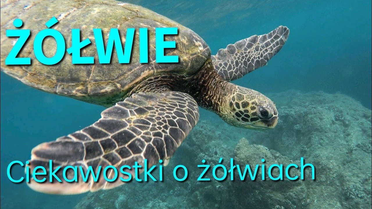 Ż&Oacute;ŁWIE🐢|CIEKAWOSTKI O Ż&Oacute;ŁWIACH🐢|Dzień ż&oacute;łwia |Chrońmy zagrożone gatunki |Film edukacyjny