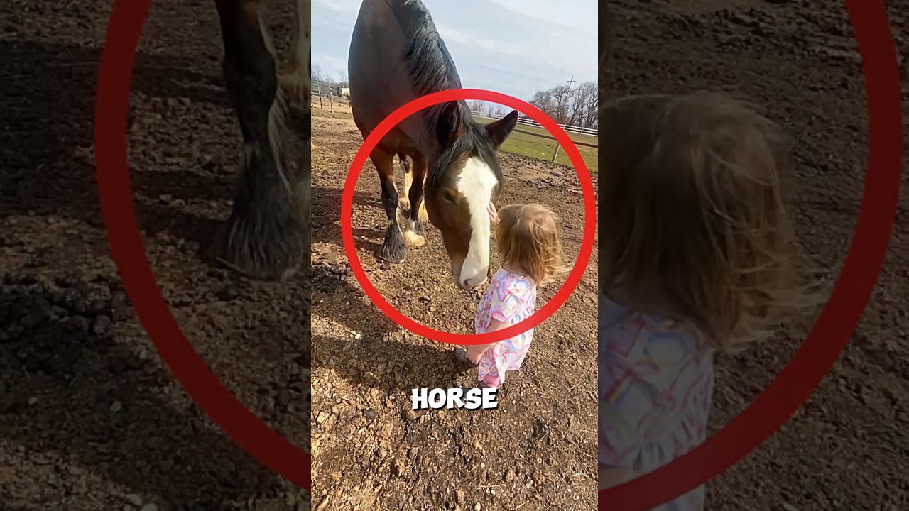 Unbelievable friendship with a horse 💗🐴